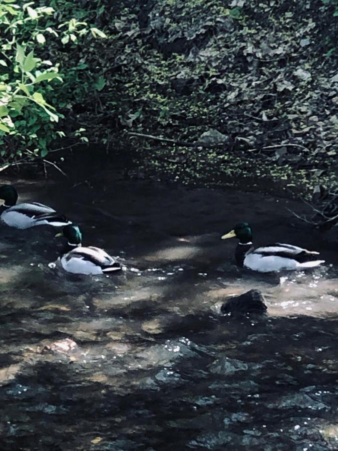 Domek Caloroczny Na Wylacznosc Niebieska Osada Nad Gorskim Potokiem Stary Waliszow 外观 照片